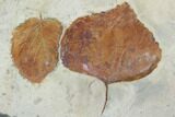 Fossil Leaves (Beringiaphyllum, Zizyphoides) - Montana #101883-1